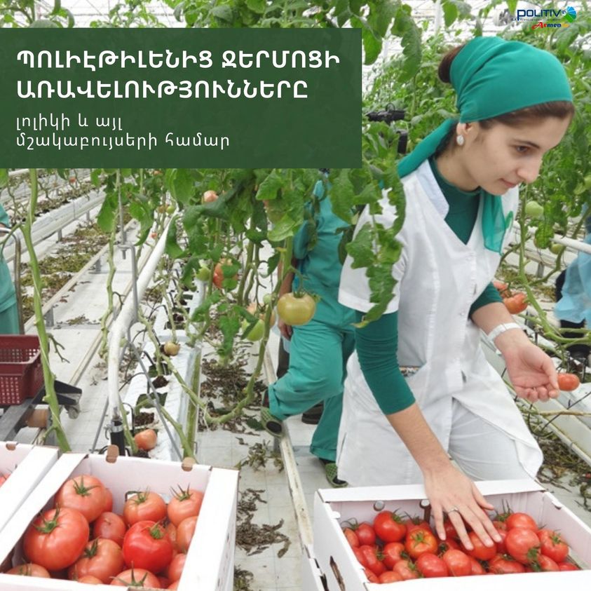 Փոքրիկ գրառում, որը հստակ ցույց է տալիս, թե որքան հարմար է պոլիէթիլենից ջերմոցում տնկել լոլիկի (կամ այլ մշակաբույսերի) սածիլներ: